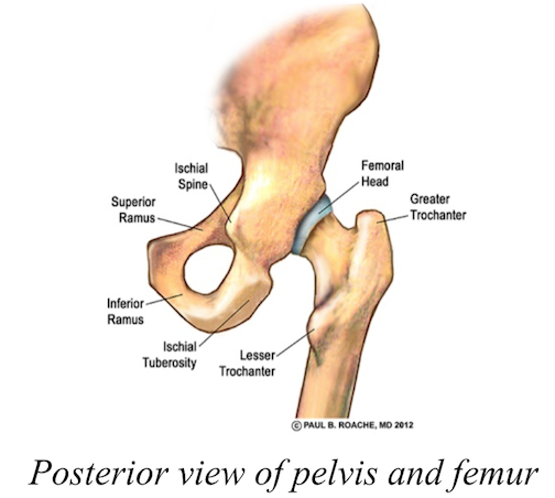 Posterior Femoral Glide During Hip Joint Mobilizations