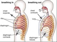 Diaphragmatic Breathing Summary