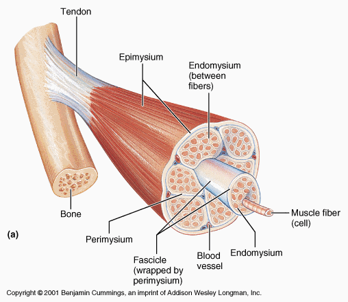 Muscle Structure