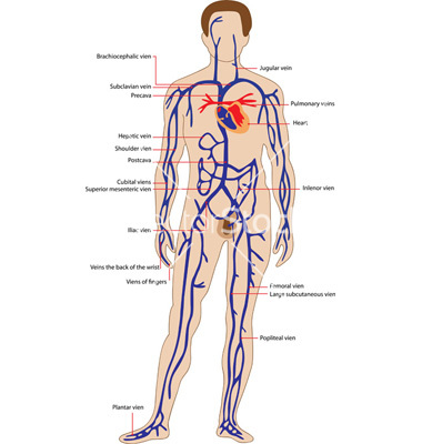 Venous System